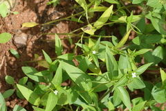 Catharanthus pusillus